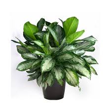 Aglaonema (Aglaonema commutatum)