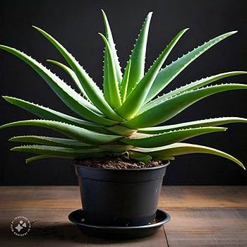 Aloe (Aloe vera) Aloe (Aloe vera)