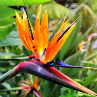Birds of Paradise (Strelitzia reginae)