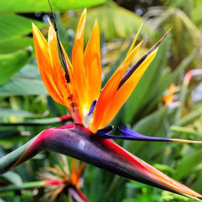Birds of Paradise (Strelitzia reginae) Birds of Paradise (Strelitzia reginae)
