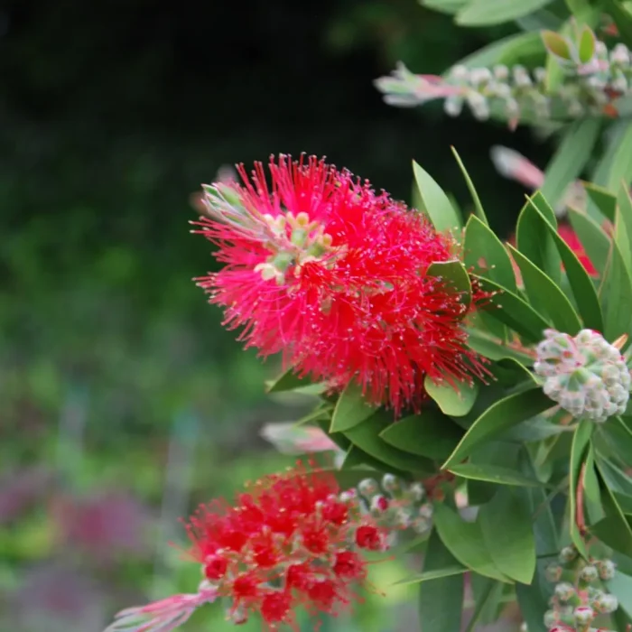 CALLISTEMONCITSPLENDENS1-1