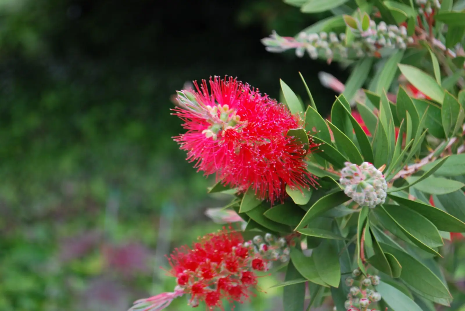 Red Bottlebrush (Callistemon citrinus)
