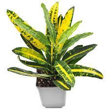 Croton (Codiaeum variegatum)
