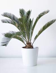 Cycad (Cycas revoluta)