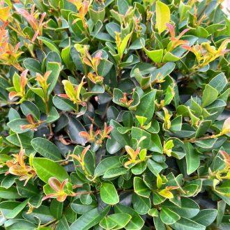 Eugenia (Syzygium paniculatum)