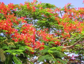 Flamboyant Tree (Delonix regia)
