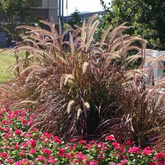Fountain Grass (Pennisetum setaceum)
