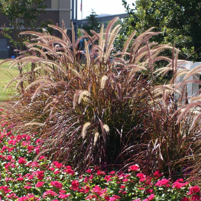 Fountain Grass (Pennisetum setaceum)