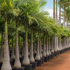 Foxtail Palm (Wodyetia bifurcata)