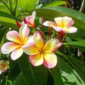 Frangipani (Plumeria rubra)