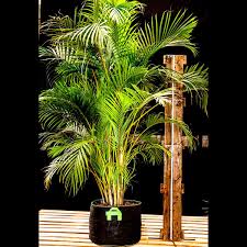 Golden Palm (Dypsis lutescens)