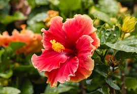 Hibiscus (Hibiscus rosa-sinensis)