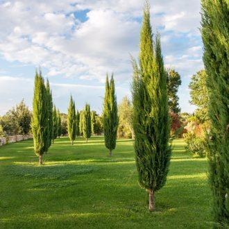 Italian Cypress (Cupressus sempervirens)