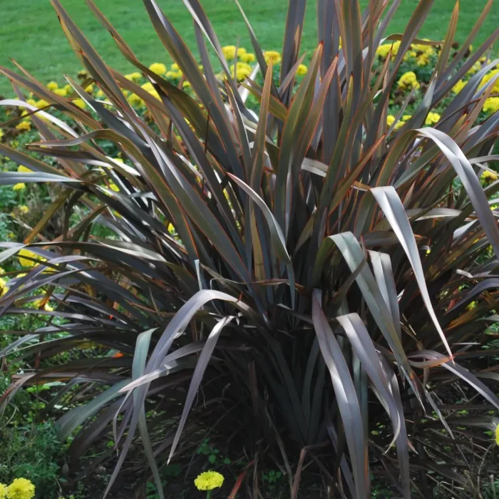 Phormium (Phormium tenax)