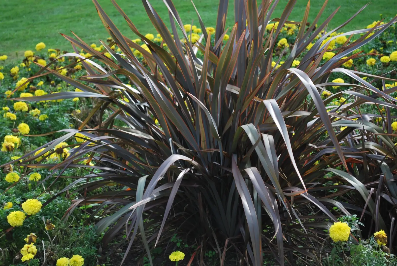 Phormium (Phormium tenax)
