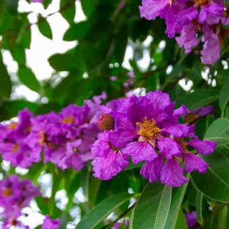 Pride of India (Lagerstroemia speciosa)