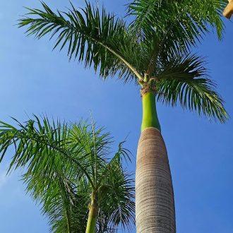 Royal Palm (Roystonea regia)