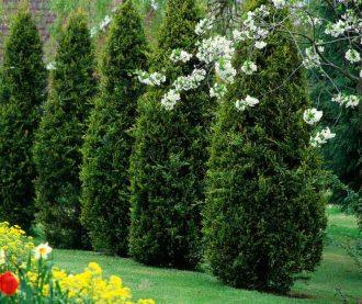 Thuja (Thuja occidentalis)