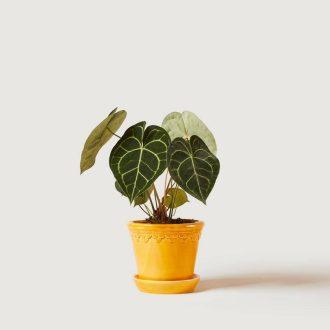 Philodendron tenue