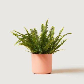 Boston Fern