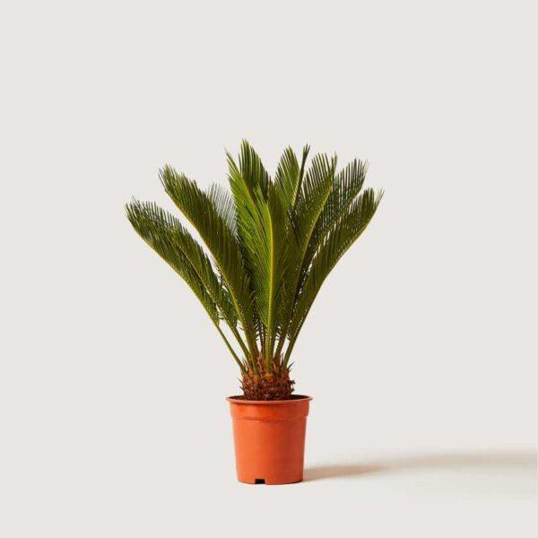 pd7-600x600 pd7-600x600